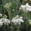 Gewone Dopheide (Erica Tetralix 'Alba')