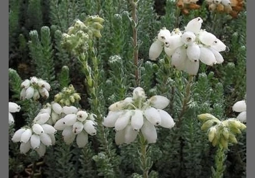Gewone Dopheide (Erica Tetralix 'Alba') 3 Gewone Dopheide (Erica Tetralix 'Alba')