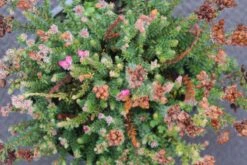 Gewone Dopheide (Erica Tetralix 'Con Underwood') -Tuinplanten Winkel erica tetralix con underwood
