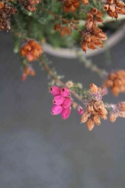 Gewone Dopheide (Erica Tetralix 'Con Underwood') -Tuinplanten Winkel erica tetralix con underwood 2