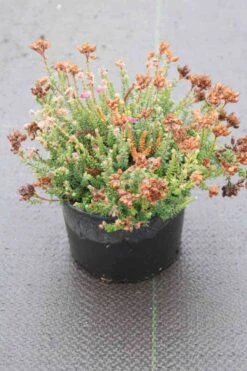 Gewone Dopheide (Erica Tetralix 'Con Underwood') -Tuinplanten Winkel erica tetralix con underwood 3
