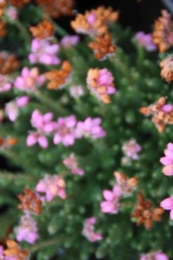 Dopheide Rose (Erica Tetralix ''Tina'') 9 Dopheide Rose (Erica Tetralix ''Tina'') -Tuinplanten Winkel erica tetralix tina 2 1