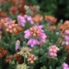 Dopheide Rose (Erica Tetralix ''Tina'') -Tuinplanten Winkel erica tetralix tina 3 1