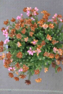 Dopheide Rose (Erica Tetralix ''Tina'') 10 Dopheide Rose (Erica Tetralix ''Tina'') -Tuinplanten Winkel erica tetralix tina 4 1