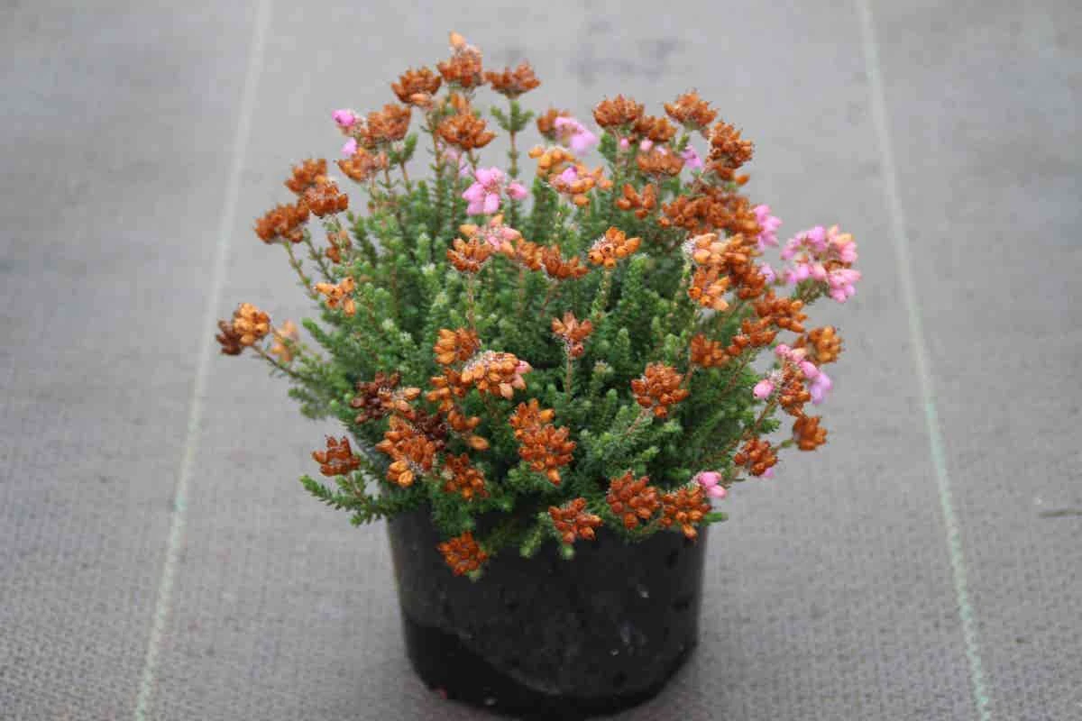 Dopheide Rose (Erica Tetralix ''Tina'') 4 Dopheide Rose (Erica Tetralix ''Tina'') - Afbeelding 2