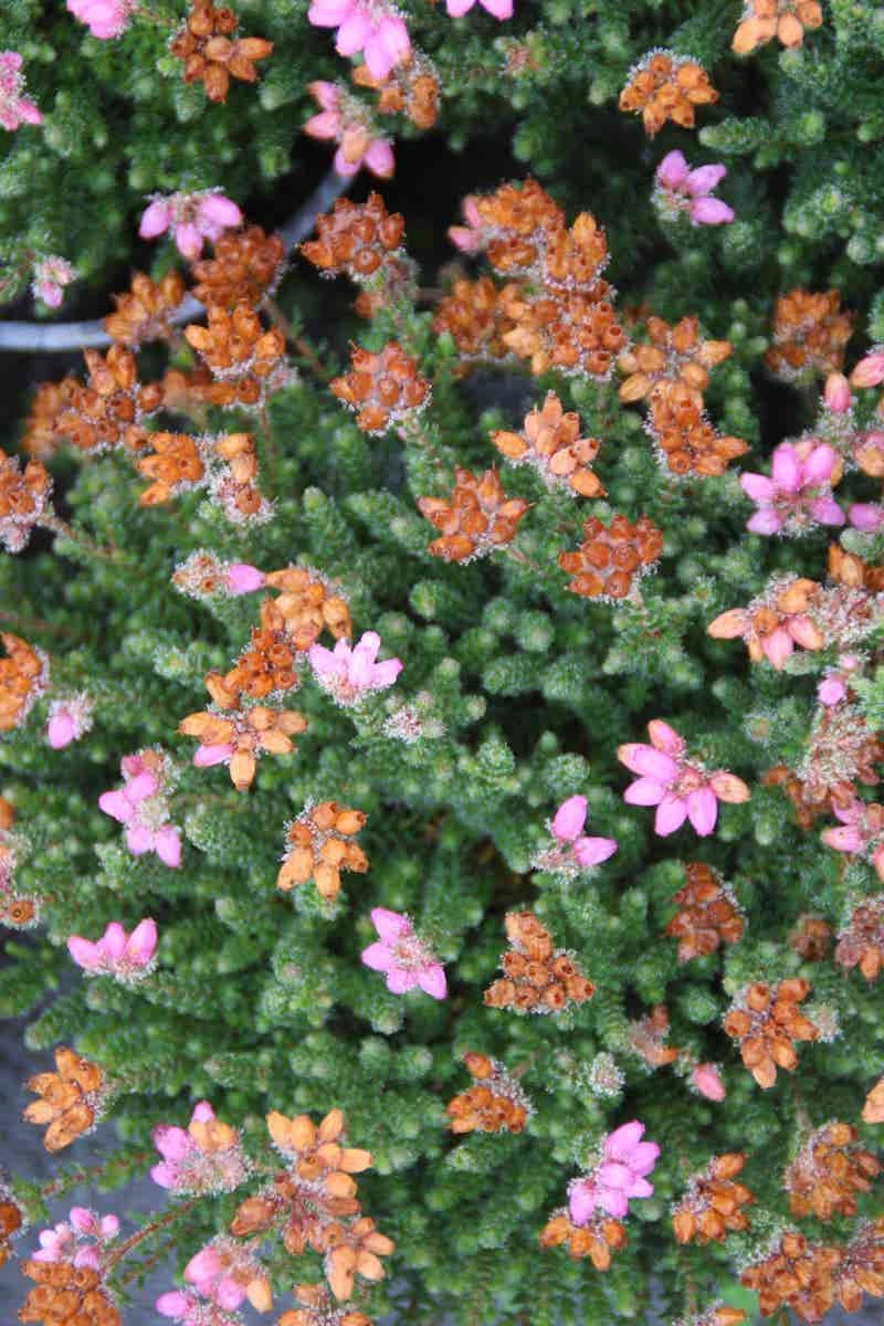 Dopheide Rose (Erica Tetralix ''Tina'') 7 Dopheide Rose (Erica Tetralix ''Tina'') - Afbeelding 5