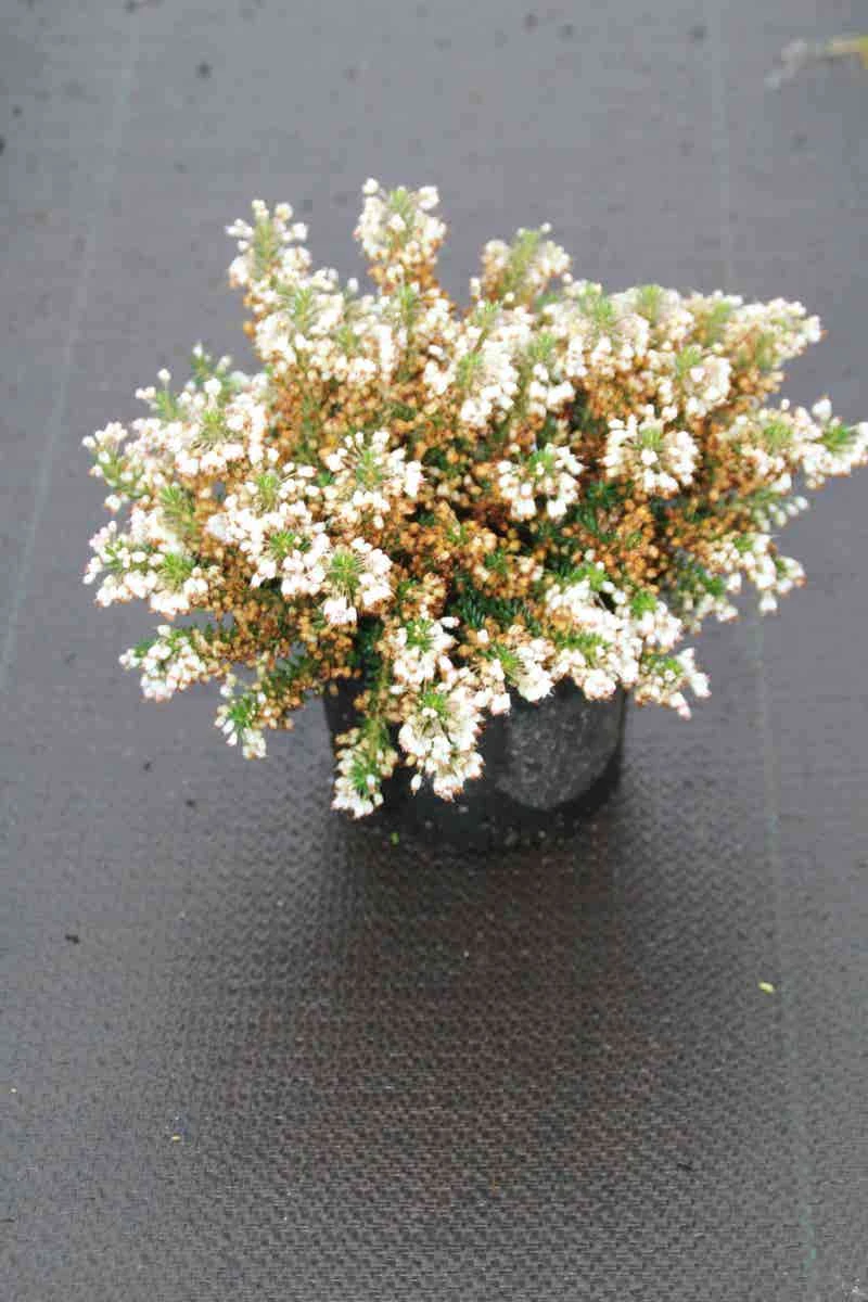 Zwerfheide Wit (Erica Vagans ''Lyonesse'') 3 Zwerfheide Wit (Erica Vagans ''Lyonesse'')