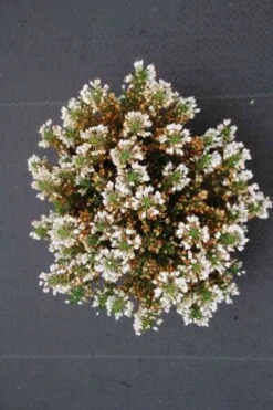 Zwerfheide Wit (Erica Vagans ''Lyonesse'') 6 Zwerfheide Wit (Erica Vagans ''Lyonesse'') -Tuinplanten Winkel erica vagans lyonesse 2