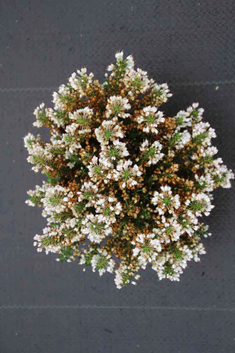 Zwerfheide Wit (Erica Vagans ''Lyonesse'') 4 Zwerfheide Wit (Erica Vagans ''Lyonesse'') - Afbeelding 2