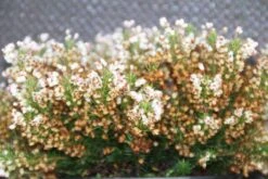 Zwerfheide Wit (Erica Vagans ''Lyonesse'') 7 Zwerfheide Wit (Erica Vagans ''Lyonesse'') -Tuinplanten Winkel erica vagans lyonesse 3