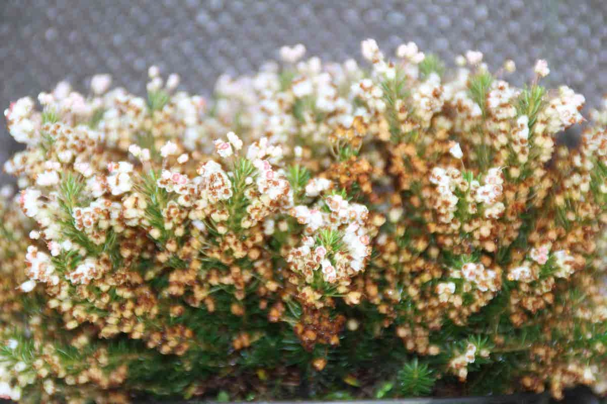 Zwerfheide Wit (Erica Vagans ''Lyonesse'') 5 Zwerfheide Wit (Erica Vagans ''Lyonesse'') - Afbeelding 3