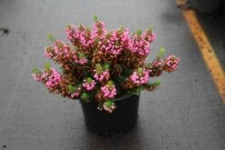Zwerfheide Rozerood (Erica Vagans ''Mrs.D.F.Maxwell'') -Tuinplanten Winkel erica vagans mrs. d.f. maxwell