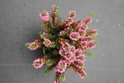 Zwerfheide Rozerood (Erica Vagans ''Mrs.D.F.Maxwell'') -Tuinplanten Winkel erica vagans mrs. d.f. maxwell 2