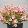 Zwerfheide Rozerood (Erica Vagans ''Mrs.D.F.Maxwell'') 2 Zwerfheide Rozerood (Erica Vagans ''Mrs.D.F.Maxwell'') -Tuinplanten Winkel erica vagans mrs. d.f. maxwell 3