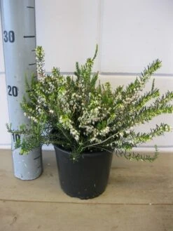 Witte Winterheide (Erica Darleyensis 'White Perfection') -Tuinplanten Winkel erica white profection c1.5 23 11 2017