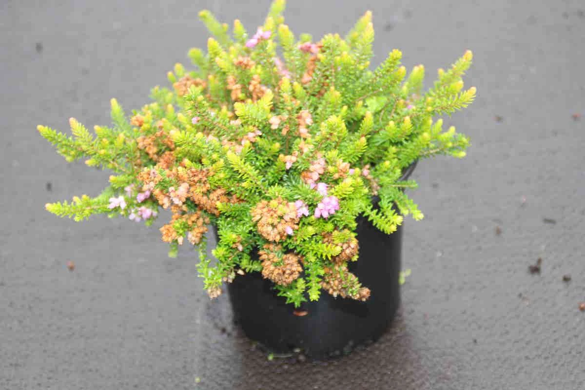 Zwerfheide Lilapaars (Erica Williamsii ''P.D.Williams'') 3 Zwerfheide Lilapaars (Erica Williamsii ''P.D.Williams'')