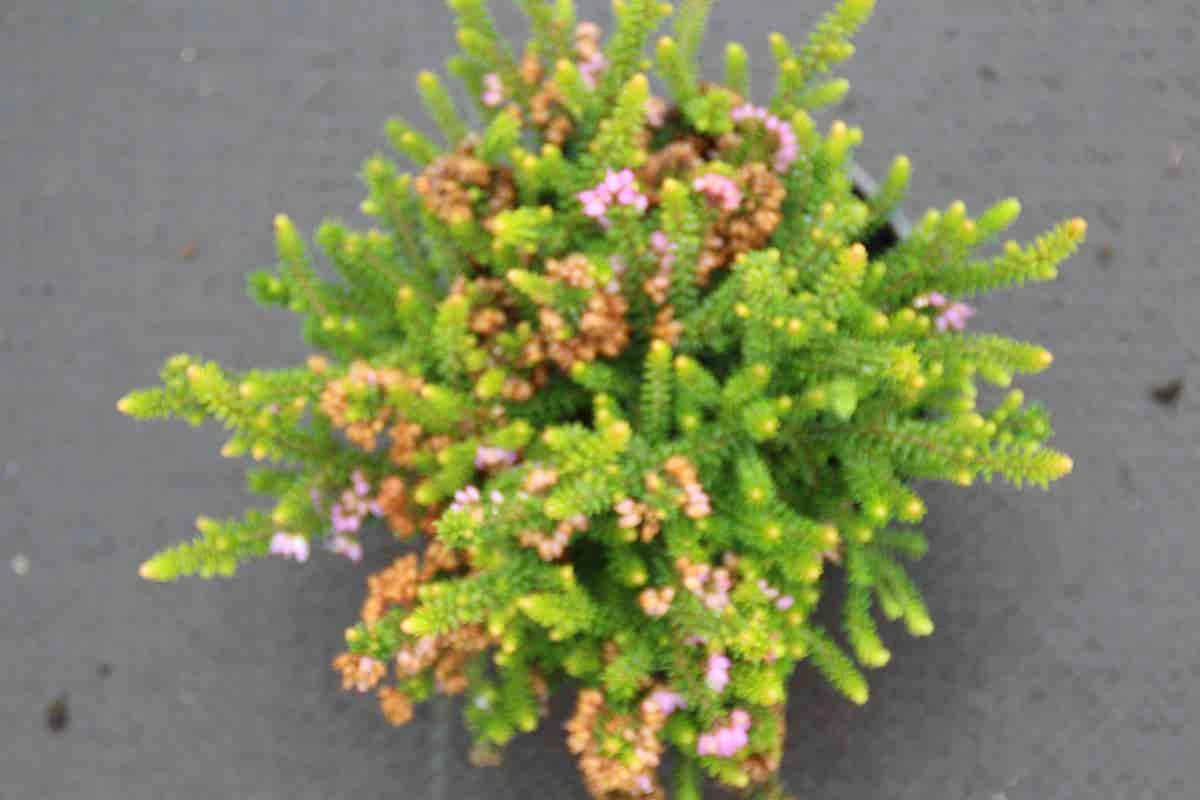 Zwerfheide Lilapaars (Erica Williamsii ''P.D.Williams'') 4 Zwerfheide Lilapaars (Erica Williamsii ''P.D.Williams'') - Afbeelding 2