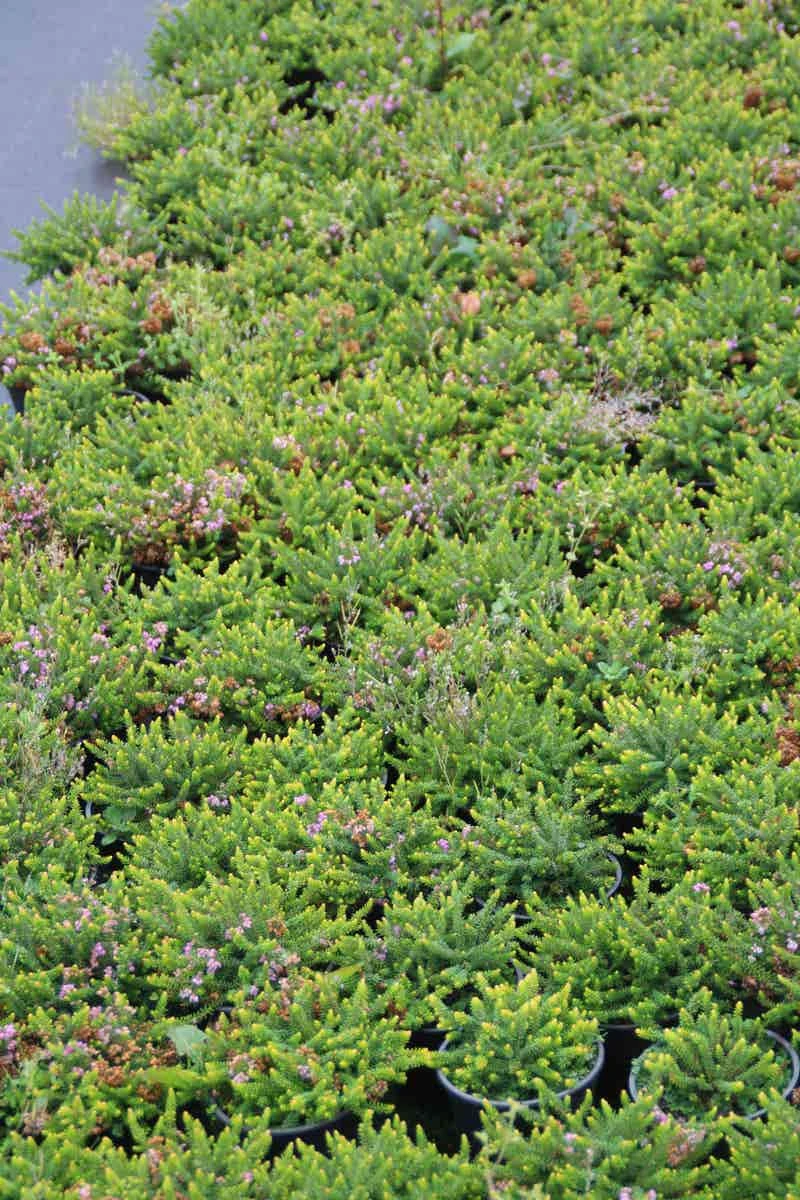 Zwerfheide Lilapaars (Erica Williamsii ''P.D.Williams'') 5 Zwerfheide Lilapaars (Erica Williamsii ''P.D.Williams'') - Afbeelding 3