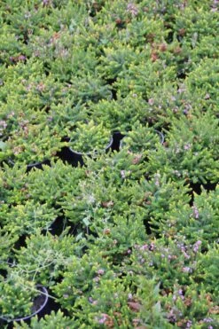 Zwerfheide Lilapaars (Erica Williamsii ''P.D.Williams'') 10 Zwerfheide Lilapaars (Erica Williamsii ''P.D.Williams'') -Tuinplanten Winkel erica williamsii p.d.williams 4