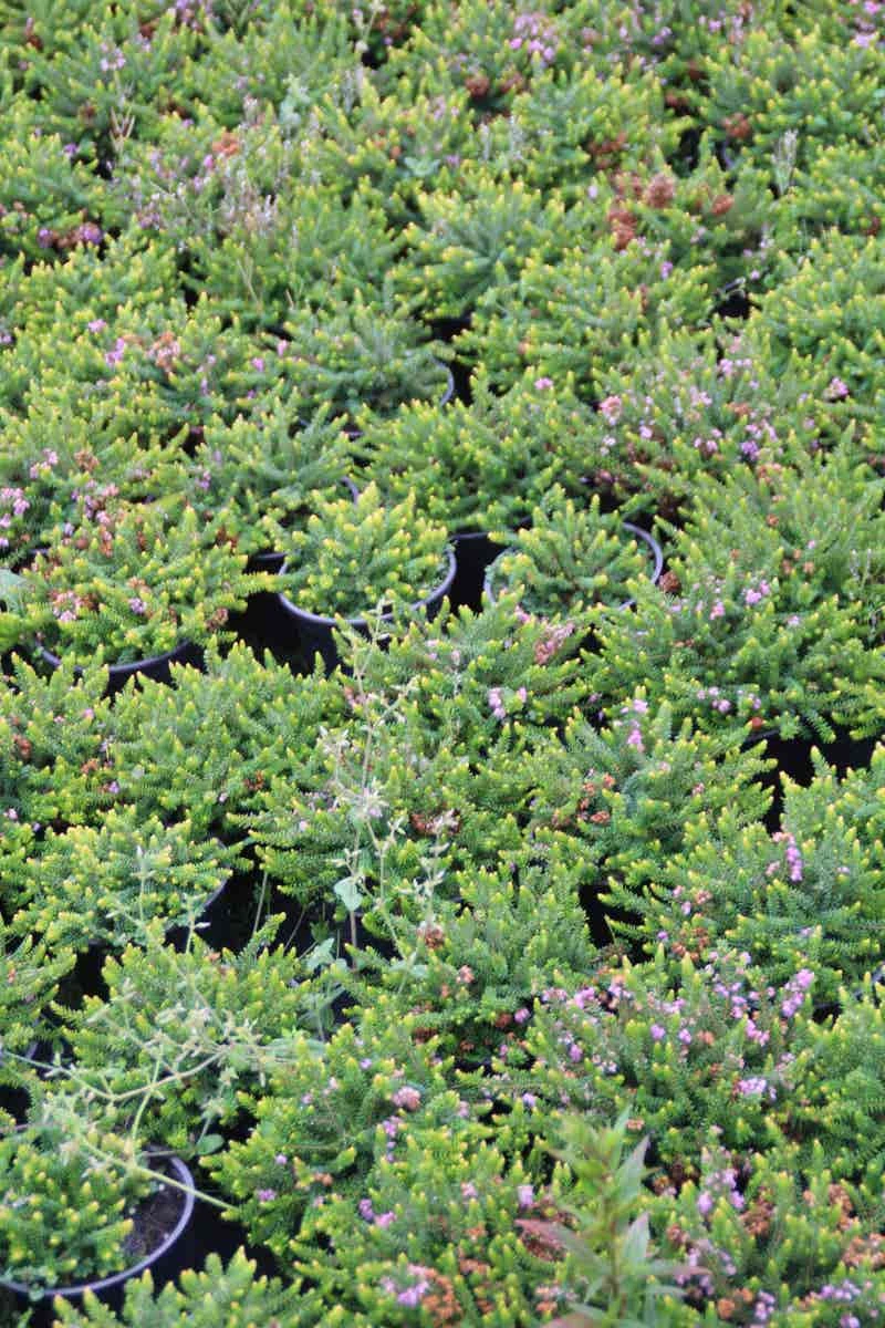 Zwerfheide Lilapaars (Erica Williamsii ''P.D.Williams'') 6 Zwerfheide Lilapaars (Erica Williamsii ''P.D.Williams'') - Afbeelding 4