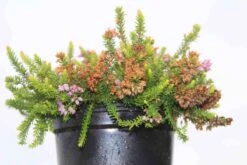 Zwerfheide Lilapaars (Erica Williamsii ''P.D.Williams'') 11 Zwerfheide Lilapaars (Erica Williamsii ''P.D.Williams'') -Tuinplanten Winkel erica williamsii p.d.williams 5
