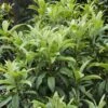 Japanse Mispel (Eriobotrya Japonica) -Tuinplanten Winkel eriobotrya japonica
