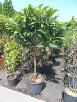 Japanse Mispel Als Boom (Eriobotrya Japonica) -Tuinplanten Winkel eriobotrya japonica 60stam c30