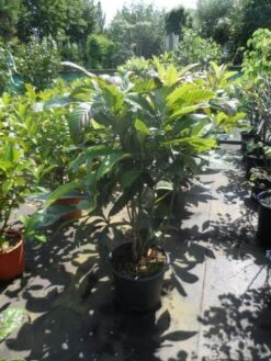 Japanse Mispel Als Boom (Eriobotrya Japonica) -Tuinplanten Winkel eriobotrya japonica 80 100 125 c35