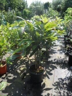 Japanse Mispel (Eriobotrya Japonica) -Tuinplanten Winkel eriobotrya japonica 80 100 125 c35 1