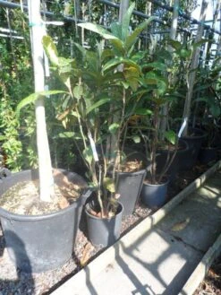 Japanse Mispel (Eriobotrya Japonica) -Tuinplanten Winkel eriobotrya japonica c10