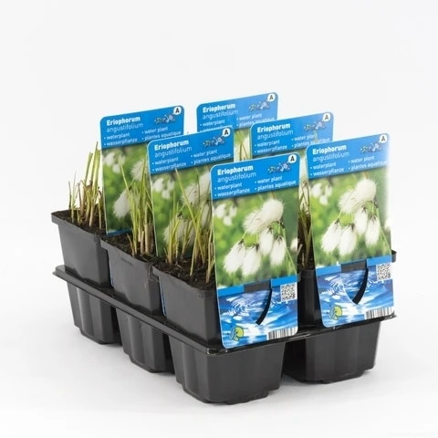 Veenpluis (Eriophorum Angustifolium) 4 Veenpluis (Eriophorum Angustifolium) - Afbeelding 2