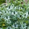 Kruisdistel (Eryngium Giganteum) -Tuinplanten Winkel eryngium giganteum