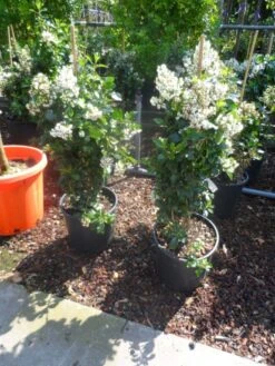 Escallonia (Escallonia 'Iveyi') -Tuinplanten Winkel escallonia iveyi c10