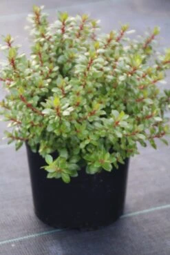 Escallonia (Escallonia 'Red Dream') -Tuinplanten Winkel escallonia red dream 1