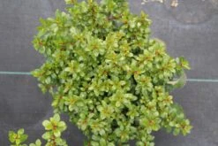 Escallonia (Escallonia 'Red Dream') -Tuinplanten Winkel escallonia red dream 2