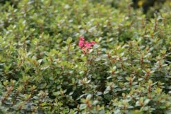 Escallonia (Escallonia 'Red Dream') -Tuinplanten Winkel escallonia red dream 3