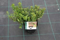 Escallonia (Escallonia 'Red Dream') -Tuinplanten Winkel escallonia red dream 6