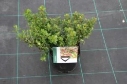 Escallonia (Escallonia 'Red Dream') -Tuinplanten Winkel escallonia red dream 7