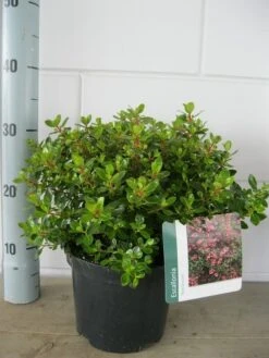 Escallonia (Escallonia 'Red Dream') -Tuinplanten Winkel escallonia red dream c3 21 07 2015