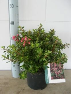 Escallonia (Escallonia 'Red Dream') -Tuinplanten Winkel escalonia red dream c3 20 08 2017