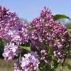 Sering (Syringa Vulgaris Hyacinthiflora 'Esther Staley') -Tuinplanten Winkel esther staley