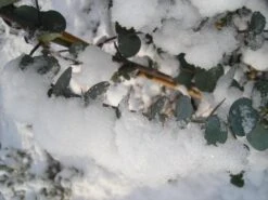 Winterharde Eucalyptus (Eucalyptus Gunnii 'Azura') -Tuinplanten Winkel eucalyptus azura hardy