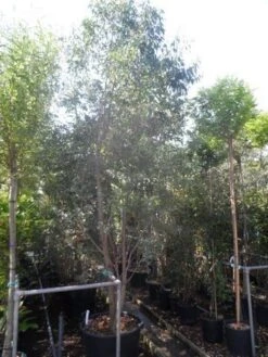 Winterharde Gomboom (Eucalyptus Gunnii) -Tuinplanten Winkel eucalyptus gunnii 250 300 c110 meerstammig