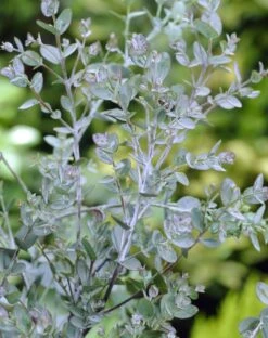 Eucalyptus Op Stam (Eucalyptus Gunnii) -Tuinplanten Winkel eucalyptus gunnii 3