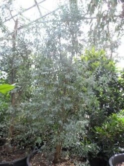 Winterharde Gomboom (Eucalyptus Gunnii) -Tuinplanten Winkel eucalyptus gunnii struikvorm c500