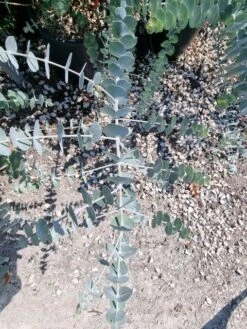 Gomboom (Eucalyptus Pulverulenta 'Baby Blue') 9 Gomboom (Eucalyptus Pulverulenta 'Baby Blue') -Tuinplanten Winkel eucalyptus pulverulenta baby blue 1