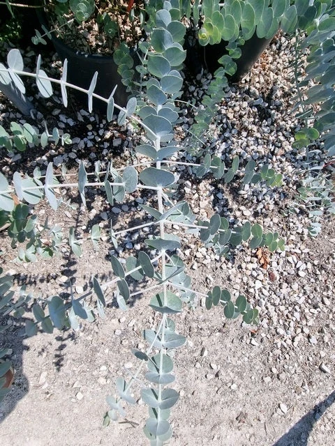 Gomboom (Eucalyptus Pulverulenta 'Baby Blue') 5 Gomboom (Eucalyptus Pulverulenta 'Baby Blue') - Afbeelding 3