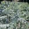 Gomboom (Eucalyptus Pulverulenta 'Baby Blue')
