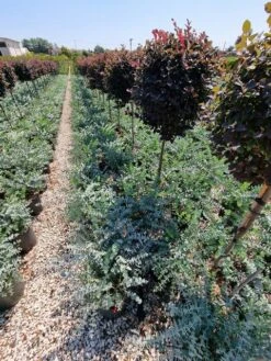 Gomboom (Eucalyptus Pulverulenta 'Baby Blue') 11 Gomboom (Eucalyptus Pulverulenta 'Baby Blue') -Tuinplanten Winkel eucalyptus pulverulenta baby blue 3