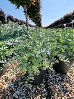 Gomboom (Eucalyptus Pulverulenta 'Baby Blue') 10 Gomboom (Eucalyptus Pulverulenta 'Baby Blue') -Tuinplanten Winkel eucalyptus pulverulenta baby blue 4